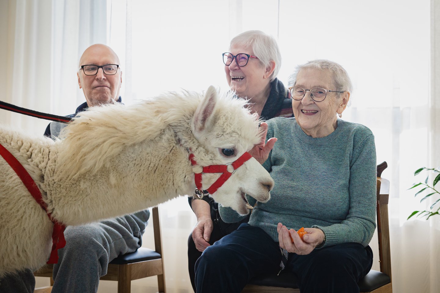 Lietuvoje alpakos taip pat sulaukia vis daugiau dėmesio ir susižavėjimo, tačiau kvietimo su jomis atvykti į senjorų namus sulaukė pirmą kartą.<br> Organizatorių nuotr.