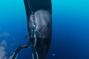 Kaip miega jūros žinduoliai? Vaizdai gali būti tikrai stulbinantys