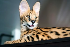 Draudimai nestabdo nelegalių gyvūnų daugintojų ir vežėjų: nerimą kelia ženklai iš Baltarusijos ir Rusijos