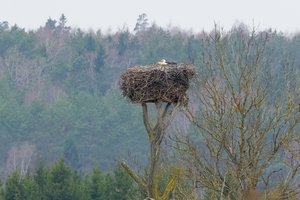 Specialistai primena, kada ir dėl kokių priežasčių galima perkelti gandralizdžius