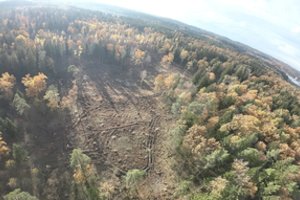 Prokuratūra nenustatė pažeidimų dėl Verkių regioniniame parke iškirsto miško 