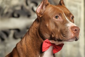 Netrukus Lietuvoje – naujas draudimas: tokių augintinių negalėtumėte veisti, parduoti ar eksponuoti