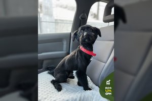 Nuo gyvenimo prie grandinės išlaisvintas jaunas šunelis primena kilmingą gražuolį