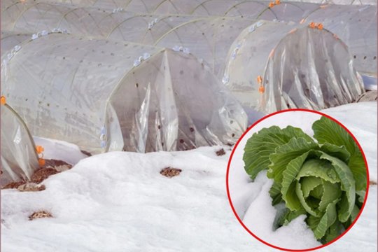 Daržininkai gali prisitaikyti prie tokio klimato ir kai kurių daržovių sėklas sėkmingai sėti ant sniego.