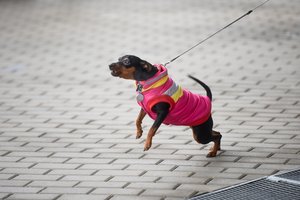 Veterinaro įspėjimas šunų šeimininkams: to nežinant smagus pasivaikščiojimas gali tapti net pavojinga patirtimi