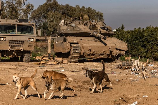 Šunys Izraelyje.