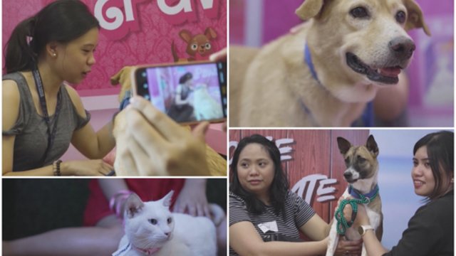 Meilės dienos šventimas įtraukia ne tik žmones: aibė Manilos gyventojų susidomėjo pasimatymais su gyvūnais