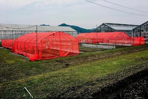 Nebereikės pesticidų? Atrado, kad nuo kenkėjų saugo viena konkreti spalva