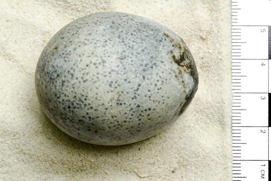 Archeologinių kasinėjimų metu Romos imperijos laikų šulinyje buvo rastas nepažeistas vištos kiaušinis, kuriame tebėra trynys ir baltymas.