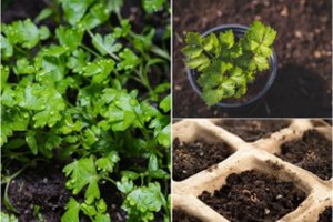 Nepavėluokite: kada sėti salierus, kad derlius būtų dosnus?