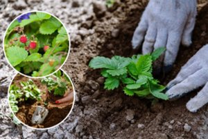 Ne visos žemuogių veislės formuoja ūsus ir sodinukus: skaniausias uogas užsiauginsite iš sėklų – dabar pats metas tuo pasirūpinti