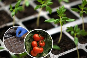 Tokių skanių pomidorų kaip iš savo šiltnamio nebūna net pas kaimynę: kad derlius nenuviltų, šias veisles pasisėti reikia jau vasarį