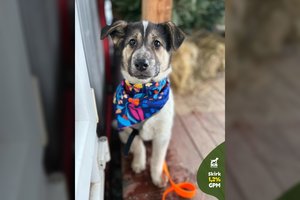 Žaisminga meškutė ieško namų: augs tikrai įspūdinga