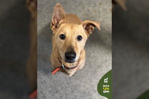 Žiauriai mirti šeimininkų paliktas šunelis trokšta meilės ir švelnumo