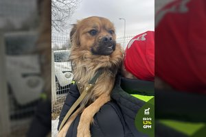 Jaunas šunelis tapo nepageidaujamas ir skubos tvarka atsidūrė prieglaudoje: išdavystė sudaužė auksinę širdį