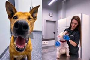 8 patarimai, kaip išlaikyti šuns dantis sveikus: vienas jų – pats svarbiausias ir gali priklausyti nuo veislės