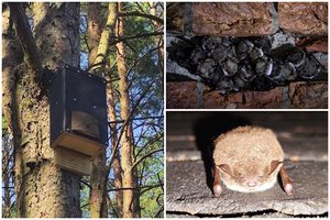 Paaiškino, kodėl šikšnosparnių kaimynystės baidytis nereikėtų: per naktį gali sugauti iki 3 tūkst. uodų