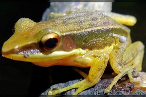 To dar nebuvo: surasta visiškai sveika varlė, iš kurios auga grybas