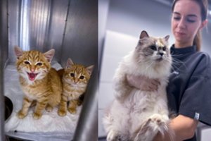 7 ženklai, kad katė labai kenčia, bet slepia skausmą – atkreipkite dėmesį į šią vietą