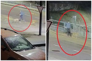 Alytaus policija ieško žmogui į ranką įkandusio šuns šeimininko