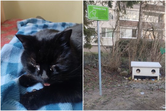 Prieš jūsų akis – juoda, galbūt, sunkiai pastebima katytė, kuri jau ilgą laiką gyveno gatvėje, Žvėryne, Vilniaus savivaldybės pastatytame namelyje.