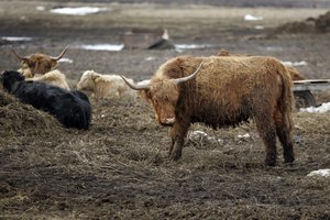 Gyvulininkystės ūkius kviečia investuoti į biosaugą: paramai skirta daugiau kaip 1 mln. eurų