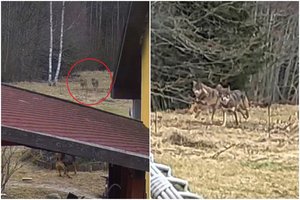 Dramatiški vaizdai Plungės r.: į šunį besikėsinusius vilkus nuvijo šeimininkė