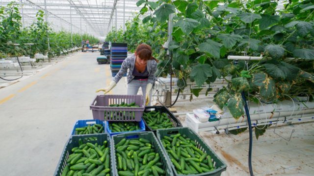 Nors parduotuves jau pasiekė pirmieji lietuviški agurkai, gyventojai pirkti neskuba: lauks mažesnių kainų