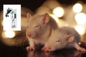 Keistas prancūzų menininko eksperimentas: pasitelkė įmantrų narvą