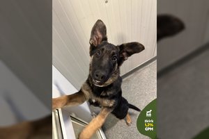 Išskirtinės išvaizdos 5 mėn. gražuolė namuose nespėjo nė kojų apšilti: tikisi, kad antras kartas nemeluos