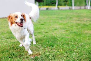 Aiškinantis, kodėl šunys vizgina uodegą – ir netikėta teorija: mokslininkai bando įminti mįslę