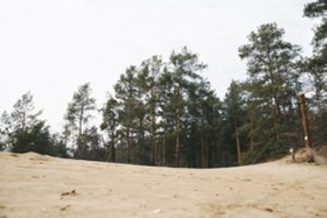 Mokslininkai aiškina, kodėl reikėjo iškirsti pušyną Dzūkijoje: siekiama išsaugoti retas rūšis