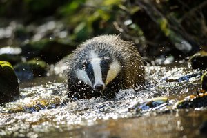 Klimato kaita jau keičia ir Lietuvoje gyvenančių gyvūnų įpročius: įvardino, kokios grėsmės jiems kyla