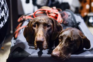 Ruošia pokyčius dėl veisiamų, parduodamų ir globojamų šunų, kačių gerovės bei atsekamumo visoje ES