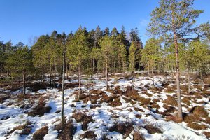 Sunaikinimo vos išvengusi pelkė tapo saugomu draustiniu: atskleidė, kokios rūšys čia gyvena