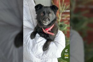 Vos už katiną didesnė kalytė tapo niekam nereikalinga: įspėja, kad toks charakteris – ne kiekvienam