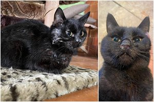 Jauno katino atsikratė žiauriausiu būdu – paliko mirti: tai paskutinė viltis jį išgelbėti