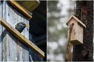 Paukščiai grįžta namo: paaiškino, kokius inkilus kelti ir kokios klaidos dažniausiai daromos