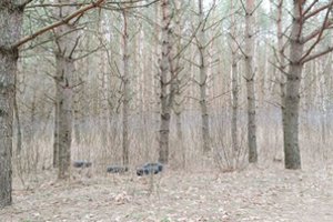 Gamtos teršėjų nestabdo net kapinės: padangomis atsikratė prie pat jų esančiame pušyne