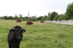 Ūkininkams – palankios žinios dėl daugiamečių pievų