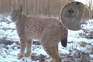 Pasigrožėkite: miške įrengta kamera sudomino itin žavų plėšrūną 