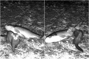 Pamatykite: nuotaikingas šeško bandymas nusitempti gerokai už jį patį didesnį grobį