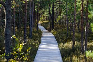 Idėja savaitgaliui: 3 nuostabaus grožio takai Dzūkijoje, apie kuriuos dar galbūt negirdėjote