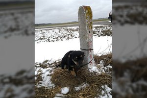 Beširdžiai jauną šuniuką pasmerkė pražūčiai – galėjo mirtinai užkapoti