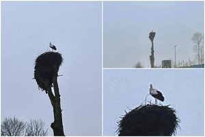 Lietuviai jau pastebi gandrus: ornitologas atsakė, ar artimiausiu metu jų išvysime daugiau