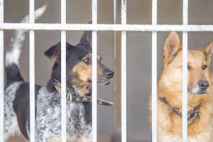 Benamiams gyvūnams – daugiau nei 20 tūkst. eurų