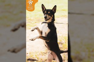 Su rašteliu išmestas šuo trokšta pakeisti savo likimą: tiks tik ypatingiems