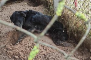 Gyvuliškas žiaurumas: šunį kankino ne vieną mėnesį – supūdė gyvą