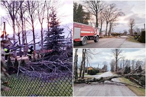 Medį išvertė vos keli stipresni vėjo gūsiai: gyventojai baiminasi dar didesnės nelaimės