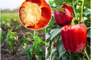 Jau laikas sėti paprikas? Priklauso nuo to, kur jas auginsite: visgi vienas patarimas išgelbės visus